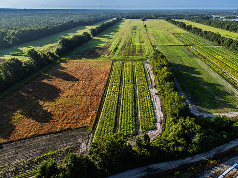 Aerial view of agricultural fields with rows of crops, dirt paths, and surrounding forest borders in the rural landscape of Castle Hayne, North Carolina, United States.