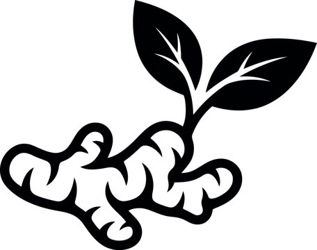 Ginger root vector icon and black ginger rhizome with leaves, organic spice silhouette