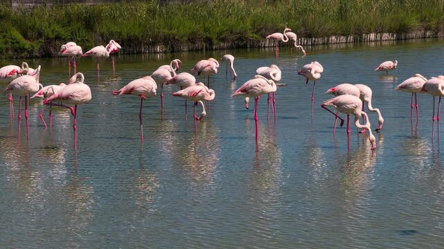 Pink flamingos among the reed marshes of the Camargue, southern France. High quality 4k footage