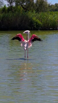 Pink flamingos among the reed marshes of the Camargue, southern France. High quality 4k footage
