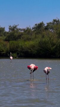 Pink flamingos among the reed marshes of the Camargue, southern France. High quality 4k footage