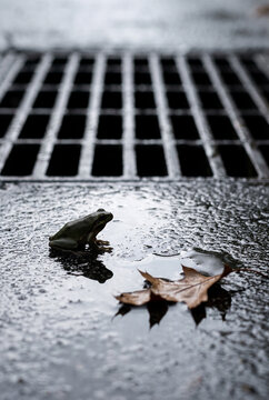 Vertical photo of a small green frog sitting on wet asphalt next to a metal street drain grate. Close up of an amphibian and a fallen autumn leaf in a puddle after rain
