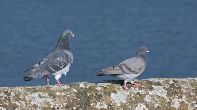 Feral Pigeons (Cyanistes caeruleus) walking along a wall, the male following the female. August, Kent, UK [Slow motion x4]