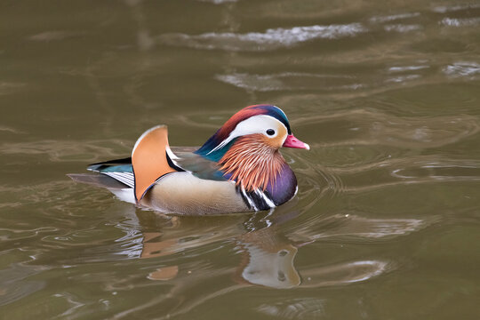 Side view of the male mandarin duck (Aix galericulata)