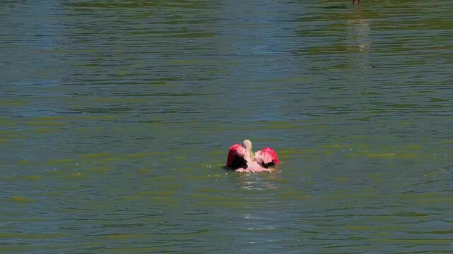 Pink flamingos among the reed marshes of the Camargue, southern France. High quality 4k footage