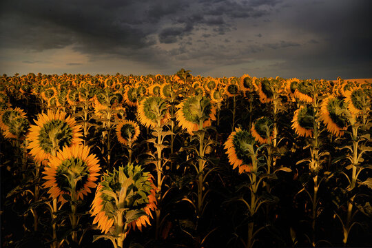 Sonnenblumen am Abend