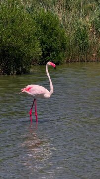 Pink flamingos among the reed marshes of the Camargue, southern France. High quality 4k footage