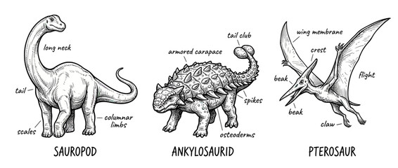 Dinosaur Types: Sauropod, Ankylosaurid, and Pterosaur Illustrations © zea