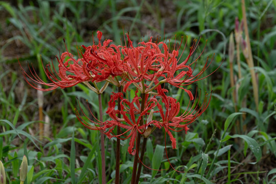 Red spider lily Lycoris radiata flowers blooming in green autumn field with copy space on natural background