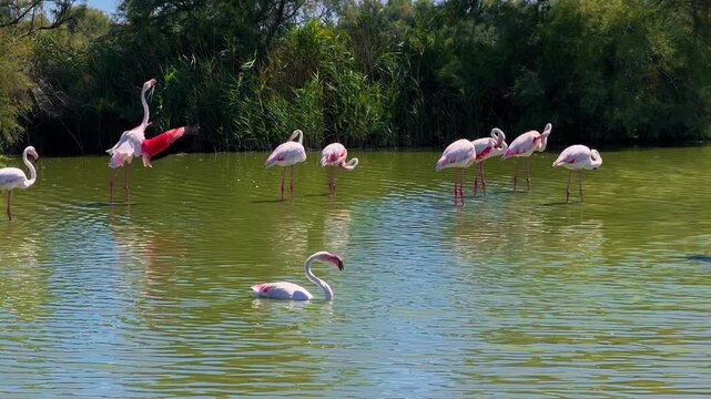 Pink flamingos among the reed marshes of the Camargue, southern France. High quality 4k footage