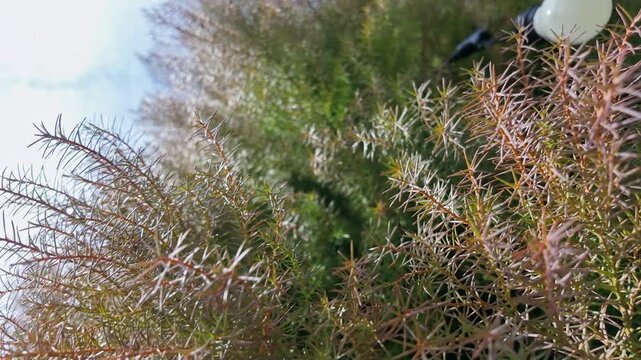 Reddish bronze juniper needles cluster near a softly glowing street lamp at dusk.