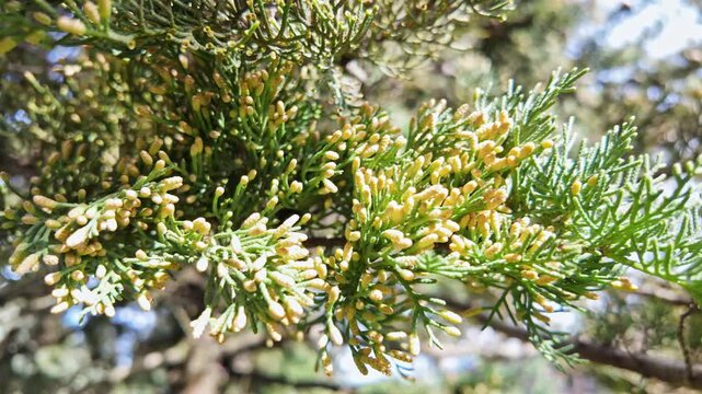 A cypress branch bursts with tiny yellow flower buds among dense scale needles.