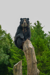 black bear cub © Олена Кожухаренко