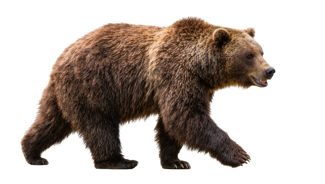Brown grizzly bear walking, isolated on transparent background