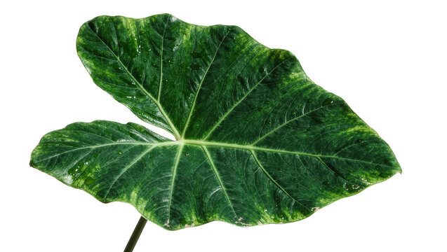 Large variegated green elephant ear leaf with prominent veins, isolated on transparent background