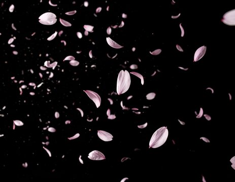 Pale pink cherry blossom petals falling on a black background, overlay material with copy space