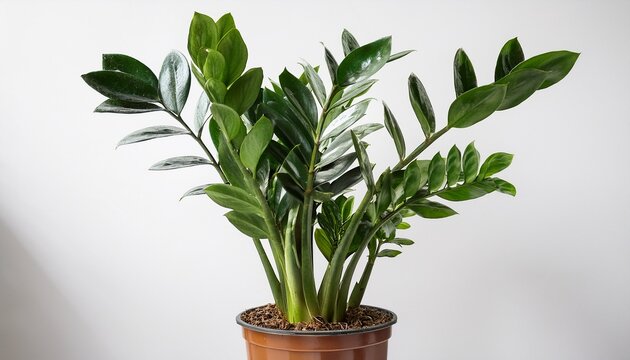Isolated Zz Plant In A Pot Zamioculcas Zamiifolia Indoor Evergreen Tropical Houseplant