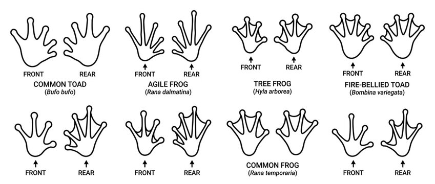 Amphibian Footprint Comparison Chart