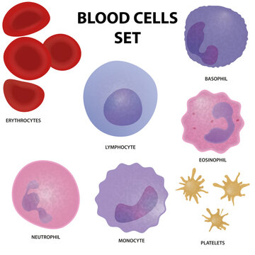 Types of human blood cells - erythrocytes, lymphocyte, basophil, eosinophil, monocyte, platelets, neutrophil. Blood cells set.