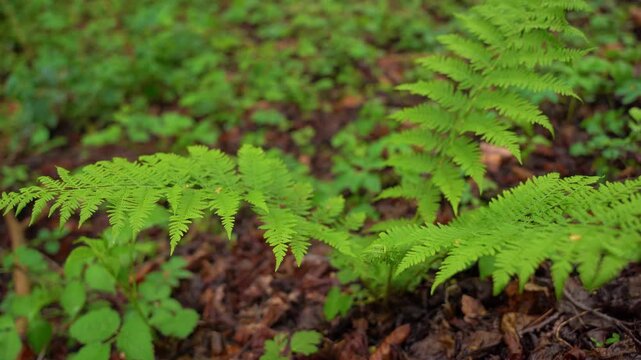 Green fern fronds growing in humid damp forest floor.