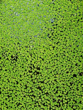 Azolla Aquatic Plant Floating on Water Surface