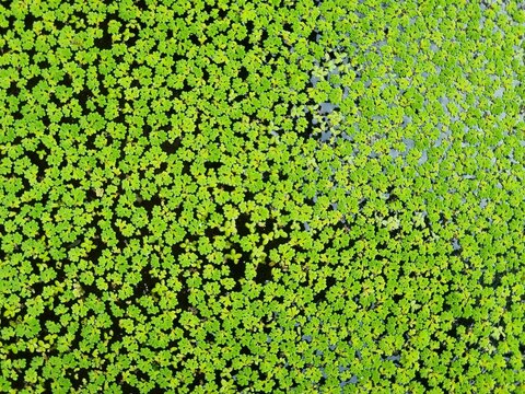 Azolla Aquatic Plant Floating on Water Surface, Green Freshwater Fern for Sustainable Agriculture, Organic Fertilizer and Aquaculture