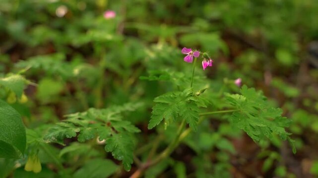 Herb Robert pink wild flower blooming in forest undergrowth macro shot.