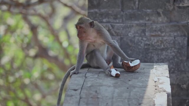 Balinese Long Tailed Monkey Eating Coconut Flesh on Temple Wall