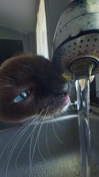Vertical. Siamese Cat Drinks Running Water From a Kitchen Faucet, Close Sink View Showing Pet Hydration and Domestic Care