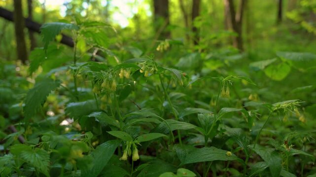 Yellow comfrey flowers blooming on green forest floor in spring.