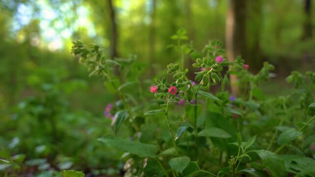 Herb Robert pink wild flower blooming in forest undergrowth macro shot.