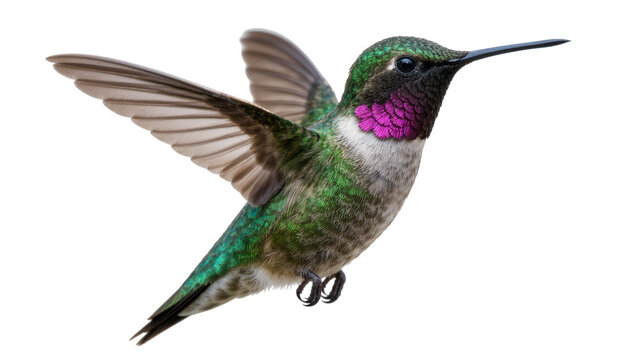 Tiny iridescent hummingbird with vibrant purple gorget, hovering isolated on transparent background