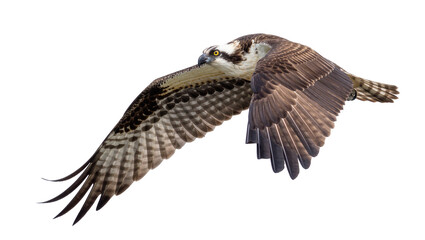 Fototapeta premium Majestic osprey bird with brown and white feathers in flight, isolated on transparent background