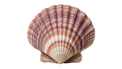 Detailed scallop seashell with ribbed texture and natural color variations, isolated on transparent background © Giulia
