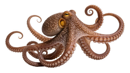Brown octopus with curled tentacles, isolated on transparent background © Giulia
