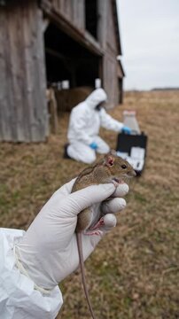 Deer mouse, held by a gloved hand wearing personal protective equipment, with an epidemiologist examining field apparatus near rural barn, showing hantavirus zoonotic disease pathogen investigation.