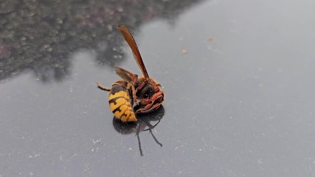 Macro shot of a dead European hornet lying on a smooth, reflective dark surface. Detailed close-up showing the yellow and black body, wings, and legs with a clear mirror reflection.
