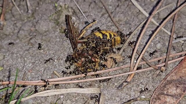 A swarm of black ants consuming a dead hornet on the ground. Macro close-up showing nature teamwork, scavenging, and insect survival in the ecosystem.