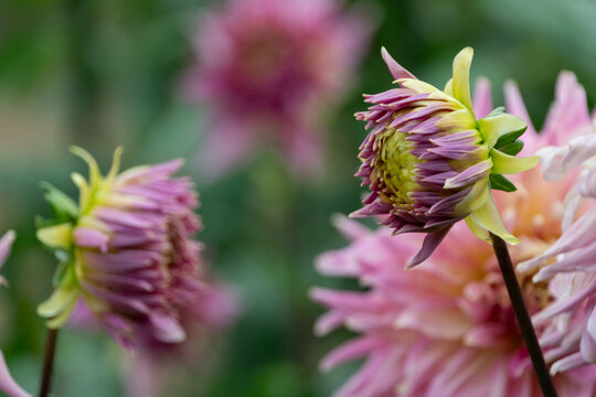 Pink dahlia flower bud getting ready to bloom in autumn garden with copy space on soft bokeh background