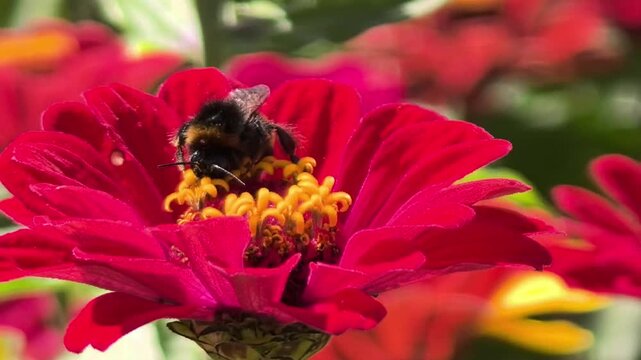 beautiful macro video of a bumblebee collects pollen from a bright pink zinnia against a background of blurred garden greenery and flowers on a sunny, warm day. Beautiful floral background. Insects.