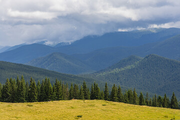 Fototapeta premium Mountains and forest in the Carpathians of Ukraine during summer