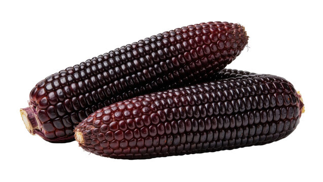 Two ripe purple corn cobs with kernels, isolated on transparent background