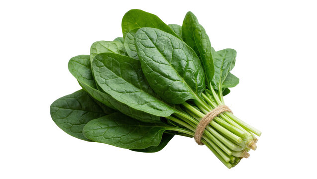 Fresh green spinach leaves tied with twine, isolated on transparent background
