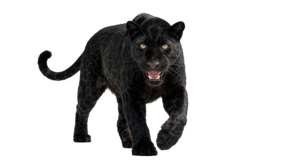 Black panther with yellow eyes walking forward, isolated on transparent background © Giulia