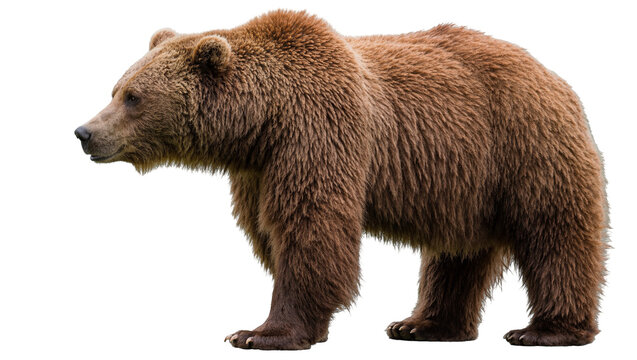 Brown grizzly bear standing profile view, isolated on transparent background