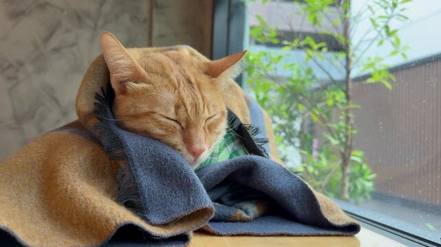 An orange tabby cat wrapped snugly in a warm, patterned blanket rests peacefully next to a window on a rainy day