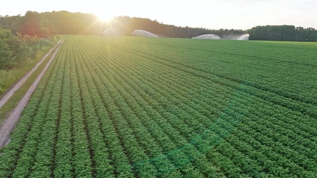 Crop irrigation. Agriculture and farming. Irrigation system watering agricultural field in countryside. Organic vegetable farm. Water sprinkler irrigating field. Drip irrigation system