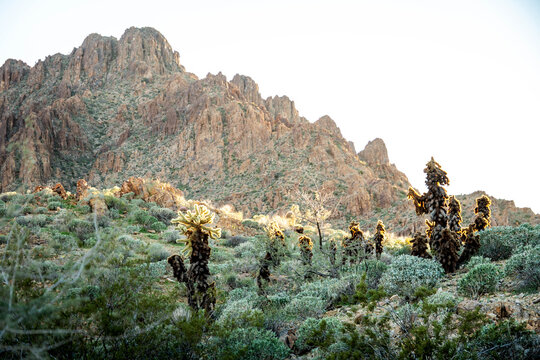 driving around near Oatman Arizona