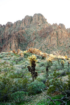 driving around near Oatman Arizona