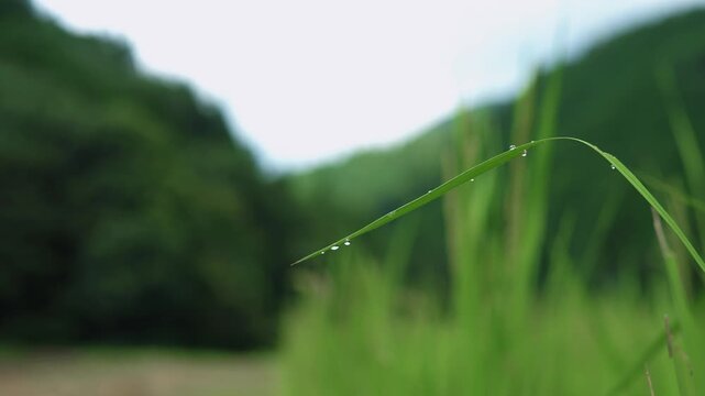 Fresh Morning Dewdrops on Single Blade of Grass with Mountain Background
